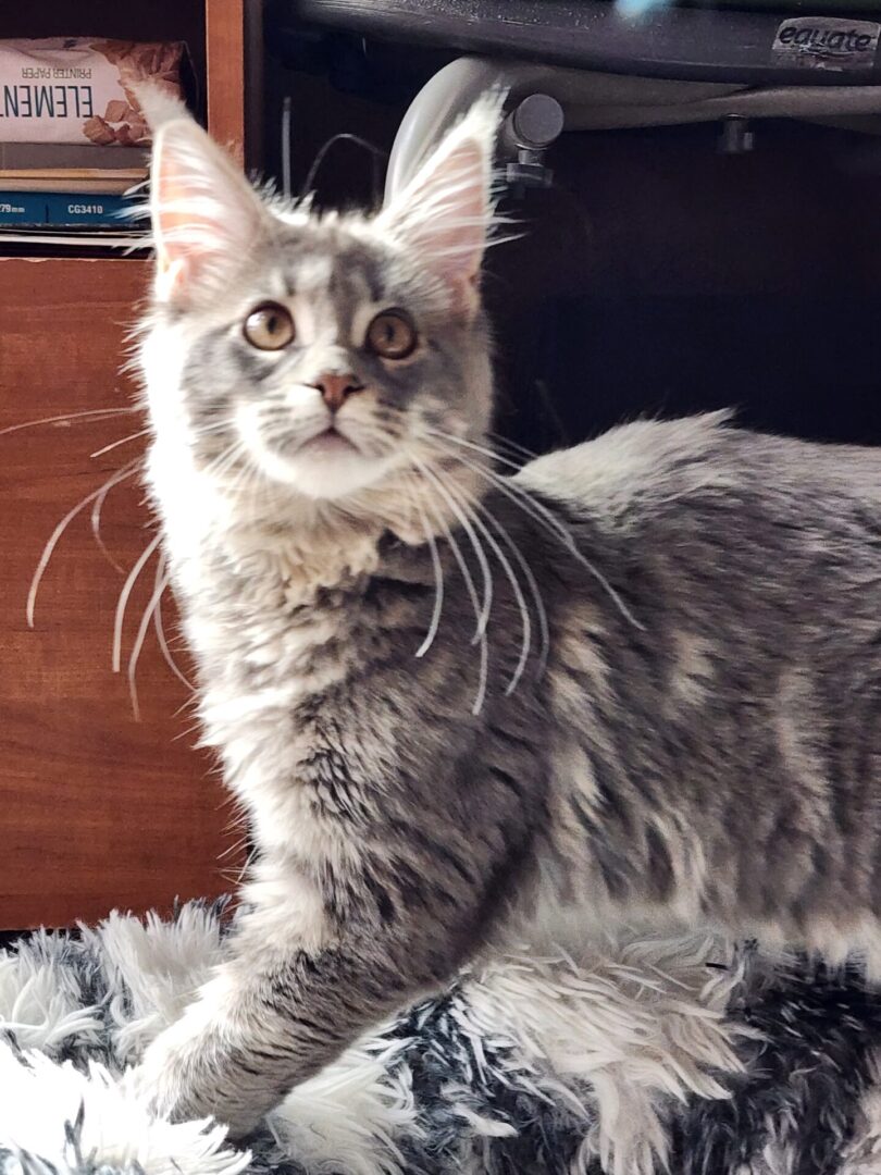 Queens | Female Maine Coons at Legacy Maine Coons